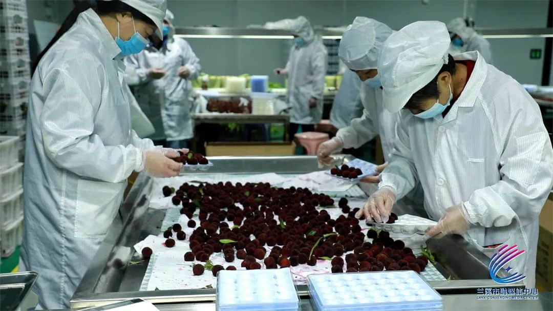 4800公里！蘭溪楊梅“睡”到新疆再“蘇醒”，真“鮮”！